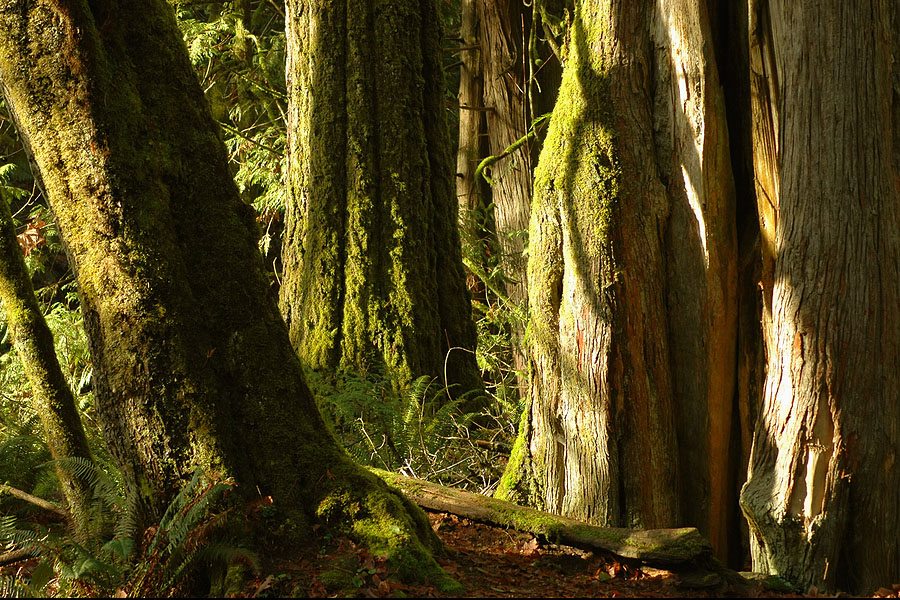 forest