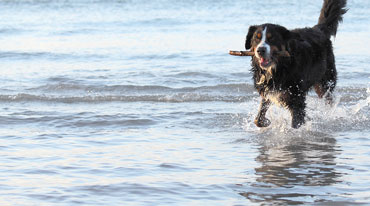 dog running in water