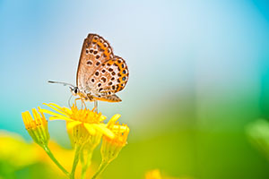 butterfly resting on a leaf