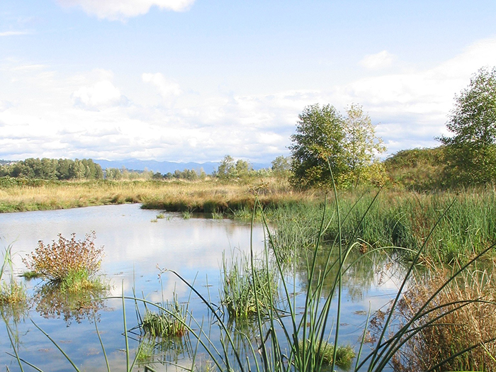 Wetland with pool of water and vegetation