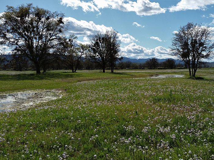 Green wetland with flowers and trees