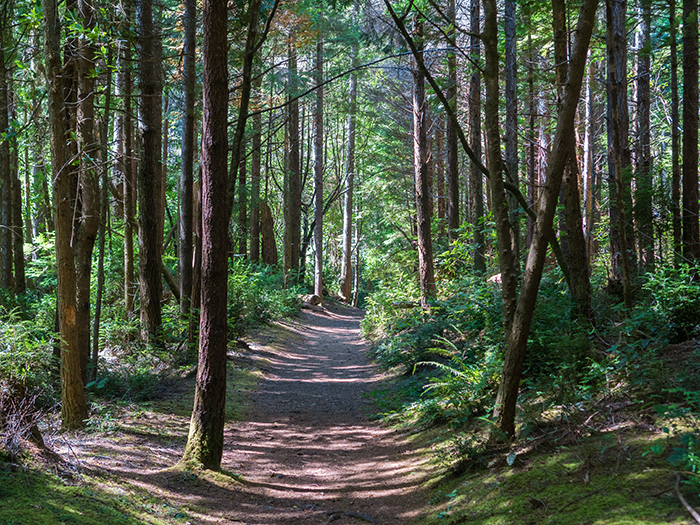 Path through forest
