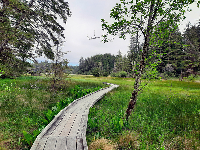 Boardwalk winding through wetland