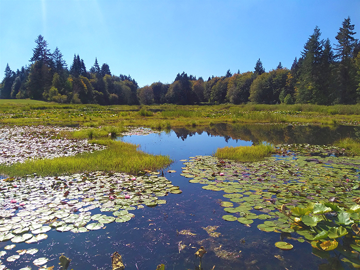 Pond