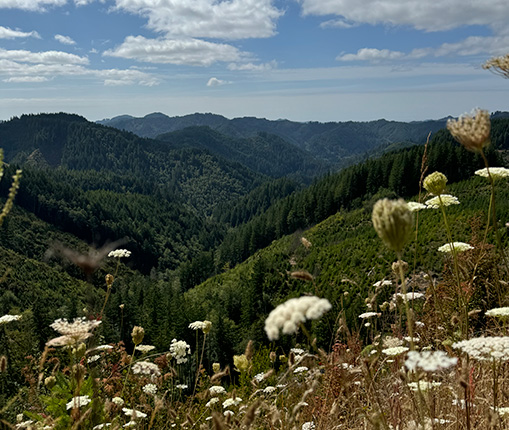 Mountains coverd with green trees and vegetation.