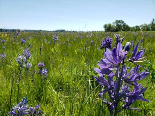 Wild camas field by Grey Wolf