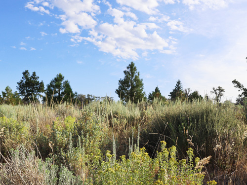 Stand of pine trees