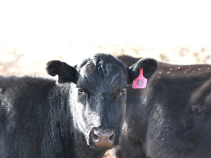 Three cows in high desert