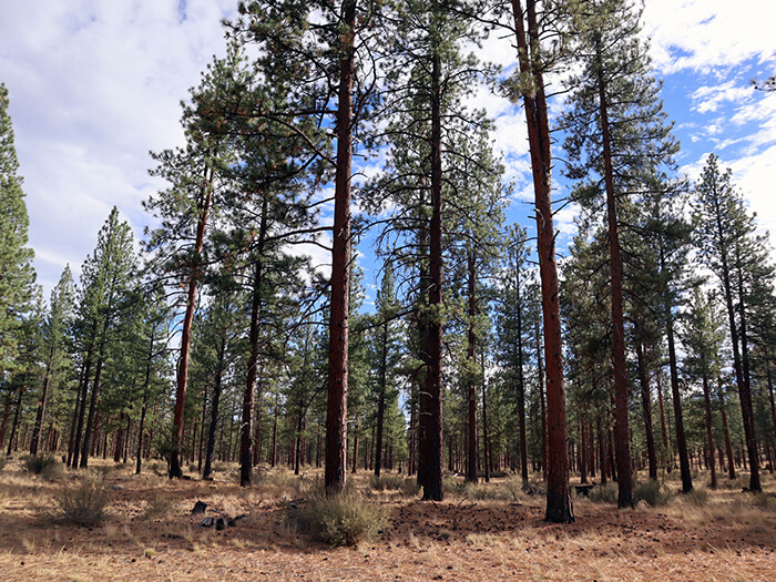 Forest with coniferous trees