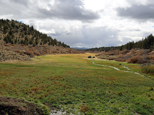 Grassy wetland with hills and trees on either side.