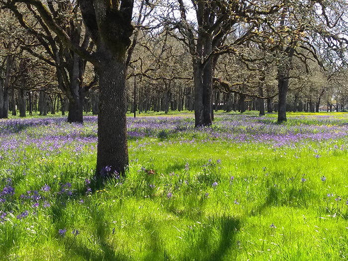 Trees with field of flowers