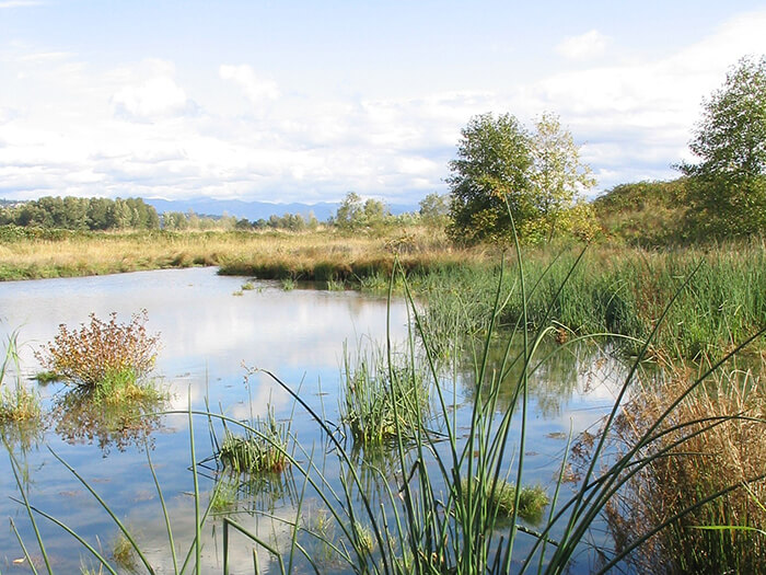 Wetland with plants in the foreground