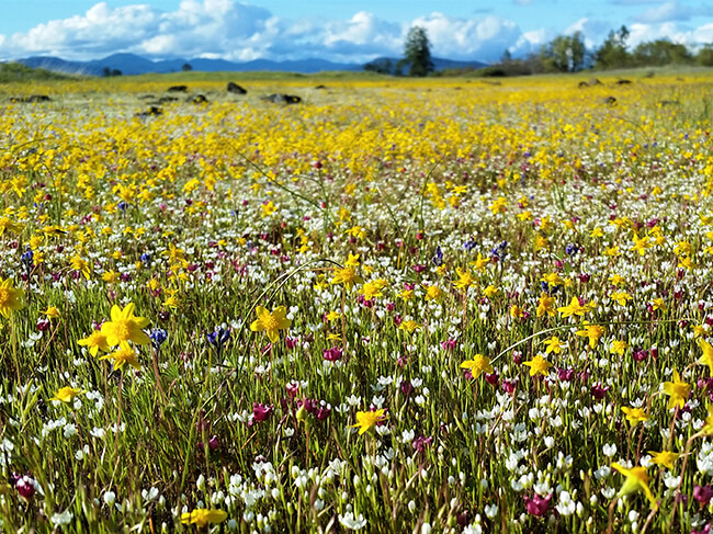 Yellow and white wildflowers in bloom wih blue sky in the background