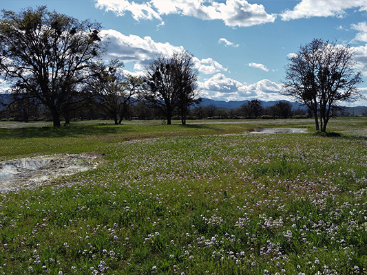 Green wetland with trees and white flowers