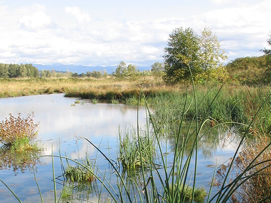 Pond surrounded by green grasses