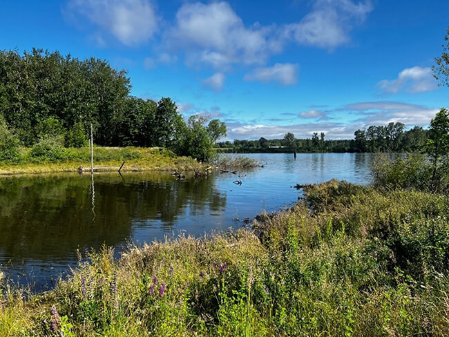 River with green grasses and a blue sky.
