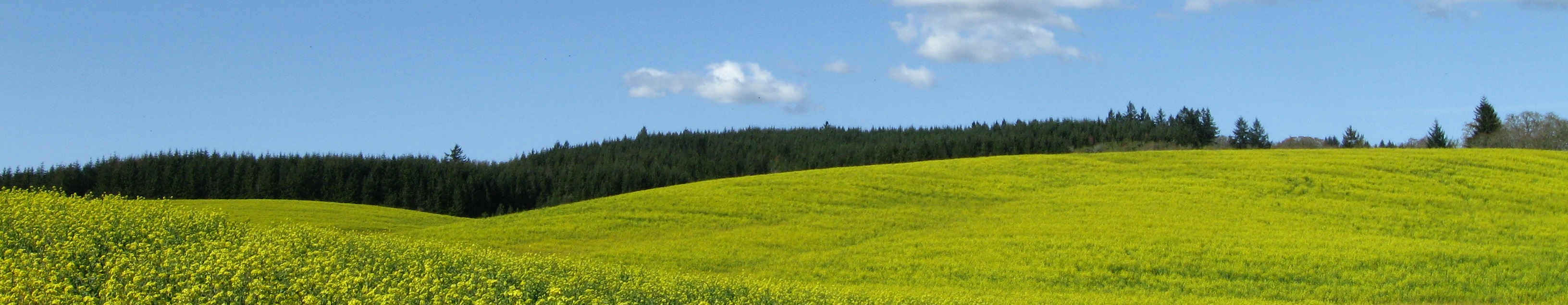 Yellow field west of Salem.JPG