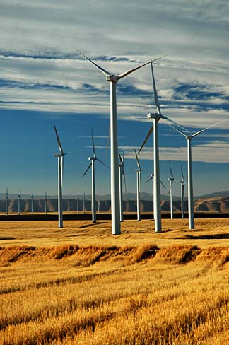 Wind turbines rise above an expansive wheat field in Sherman County.