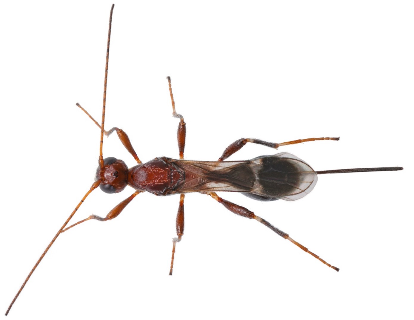 S.galinae.jpg