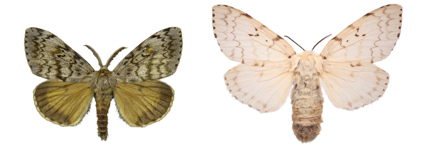 Spongy-Moth-1.png