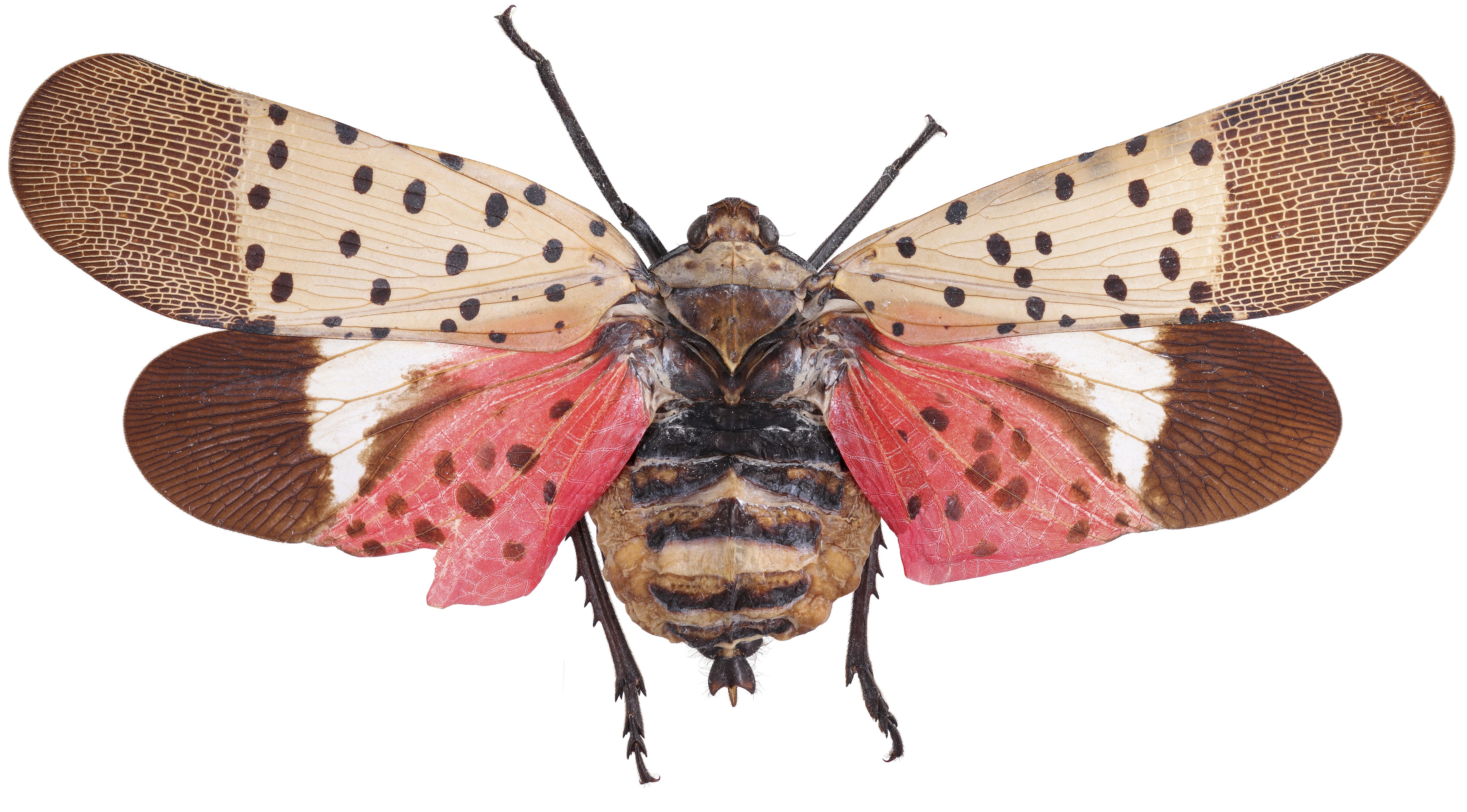 Adult spotted lanternfly