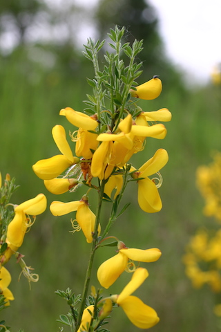 /oda/weeds/oregon-noxious-weeds/noxious%20weeds%20images/scotchbroom_flw_ec.jpg