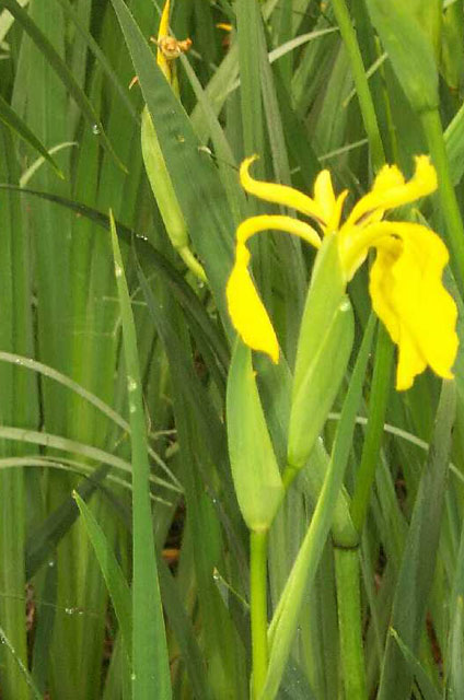 /oda/weeds/oregon-noxious-weeds/noxious%20weeds%20images/yellowflag_plt_peterson.jpg