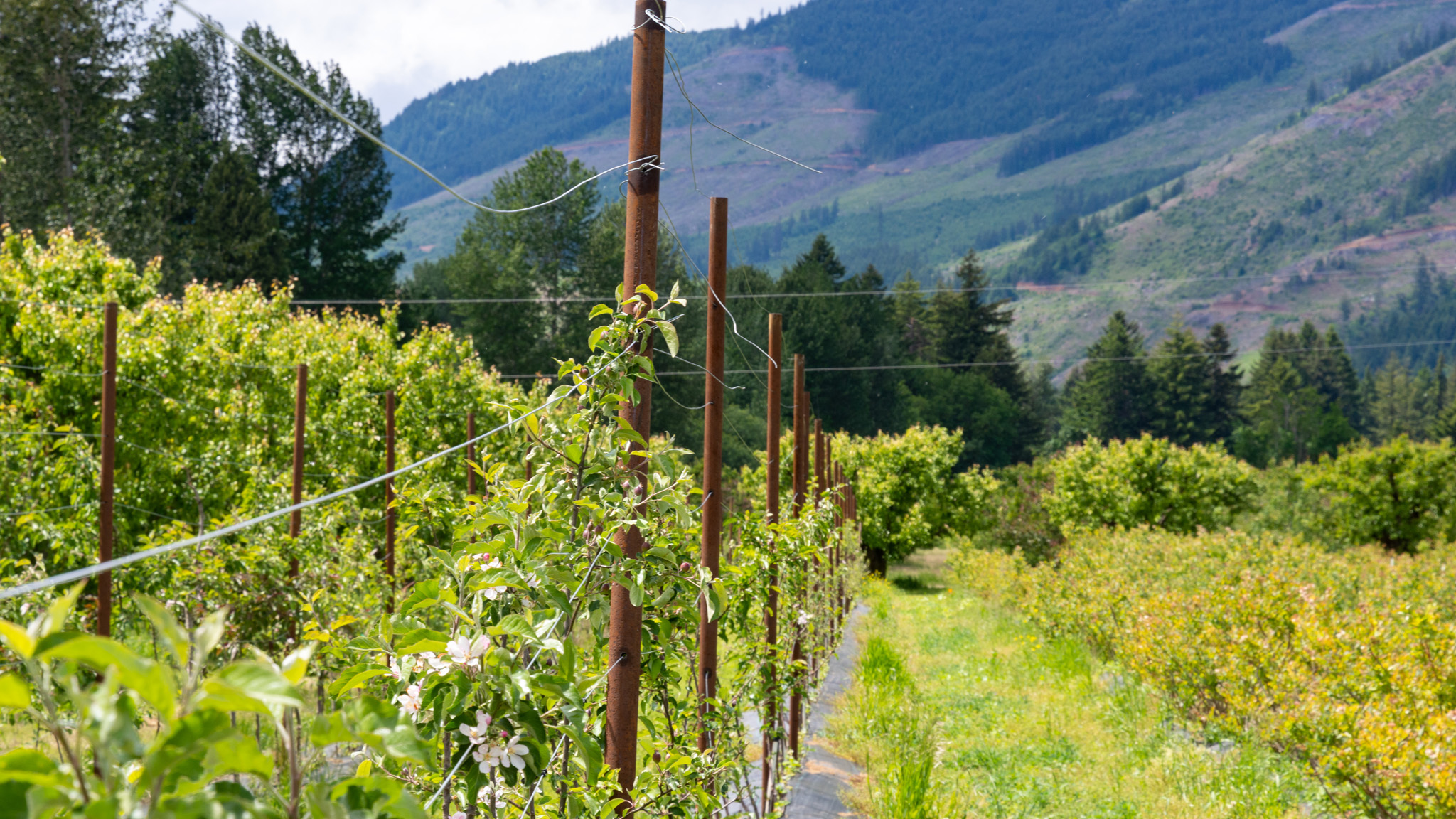 Rows of plants on trellises