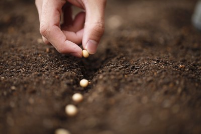 sowing seeds