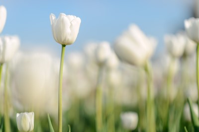 blooming flowers