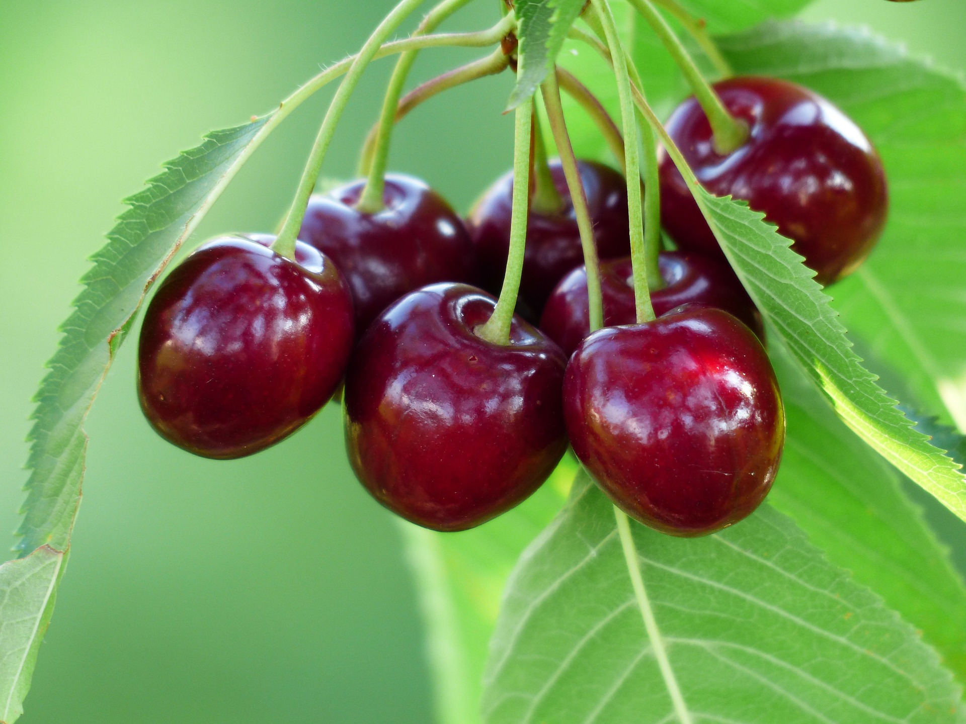 A bunch of dark, sweet cherries growing on a tree.