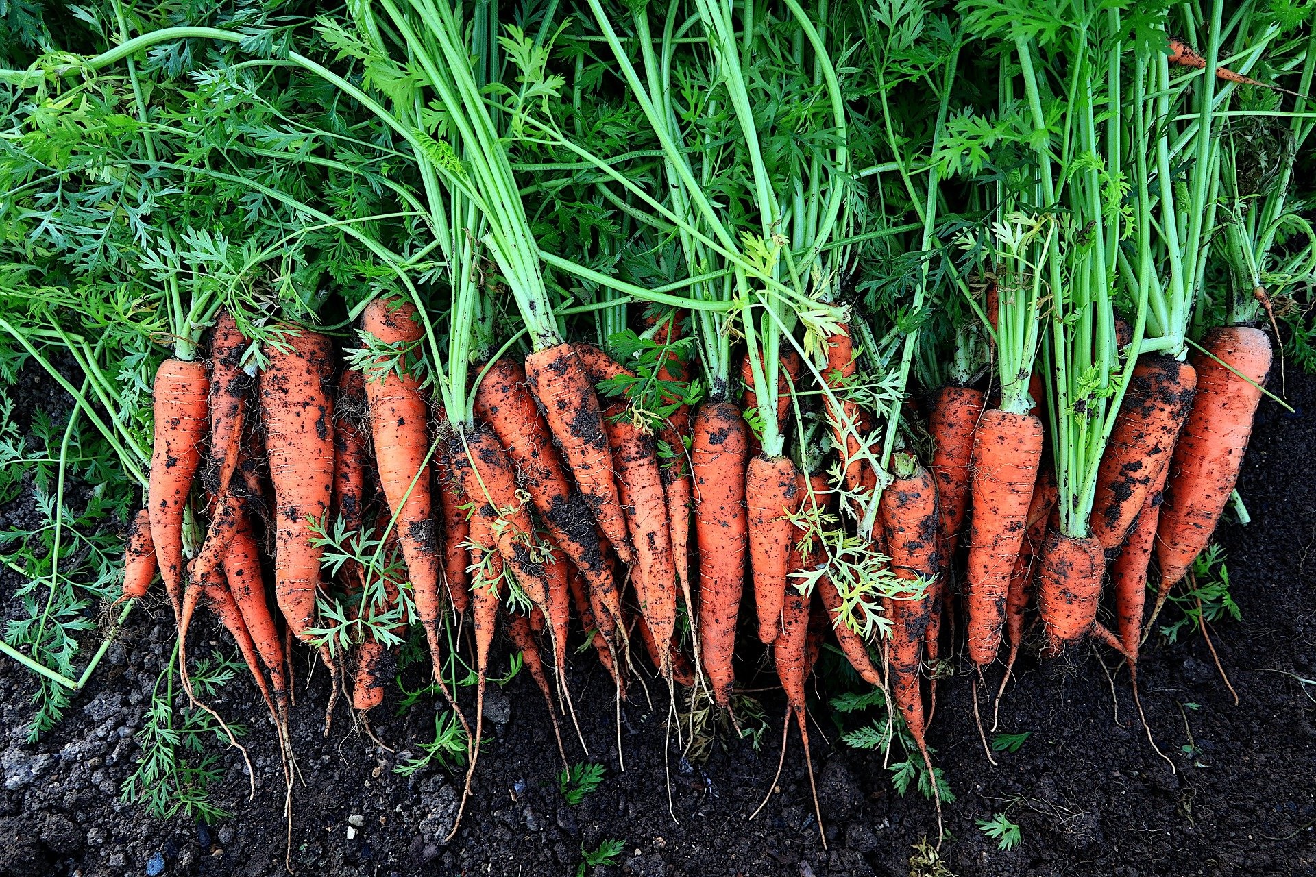 freshly picked carrots