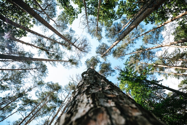 Trees from below