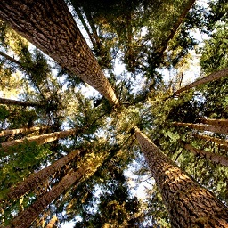 Forest scenery