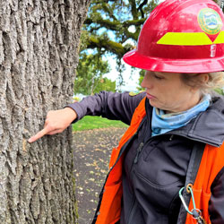 Borer damage on tree