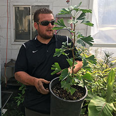 Mike Oxendine holds gingko seedlings