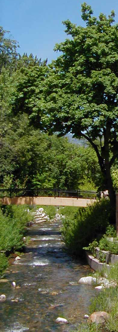 Trees with a stream