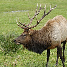 Elk in the forest