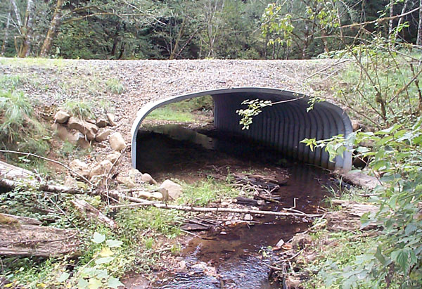 Forest road with stream underneath