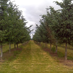 Trees in an orchard