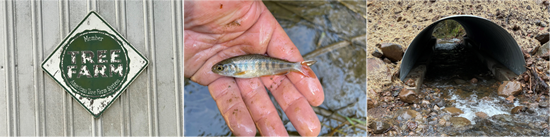 SFISH Program header graphic