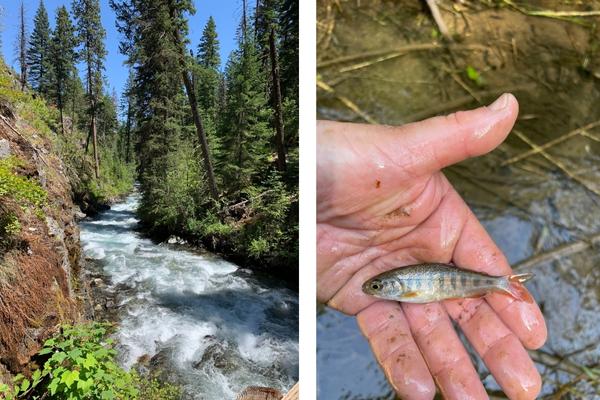 Stream in forest and baby fish in hand