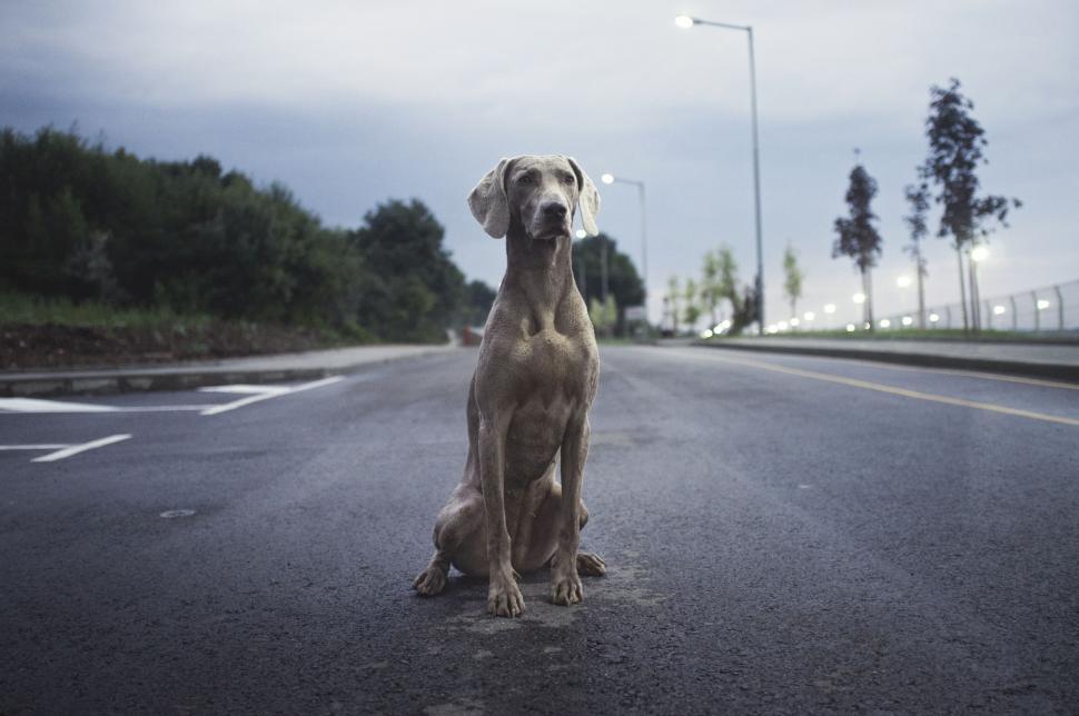 Dog sitting on empty roadway