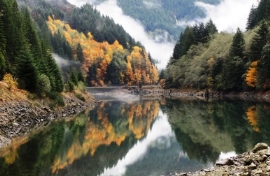Mist covered trees reflect into a body of water.
