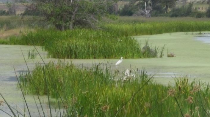 Region 4 wetlands