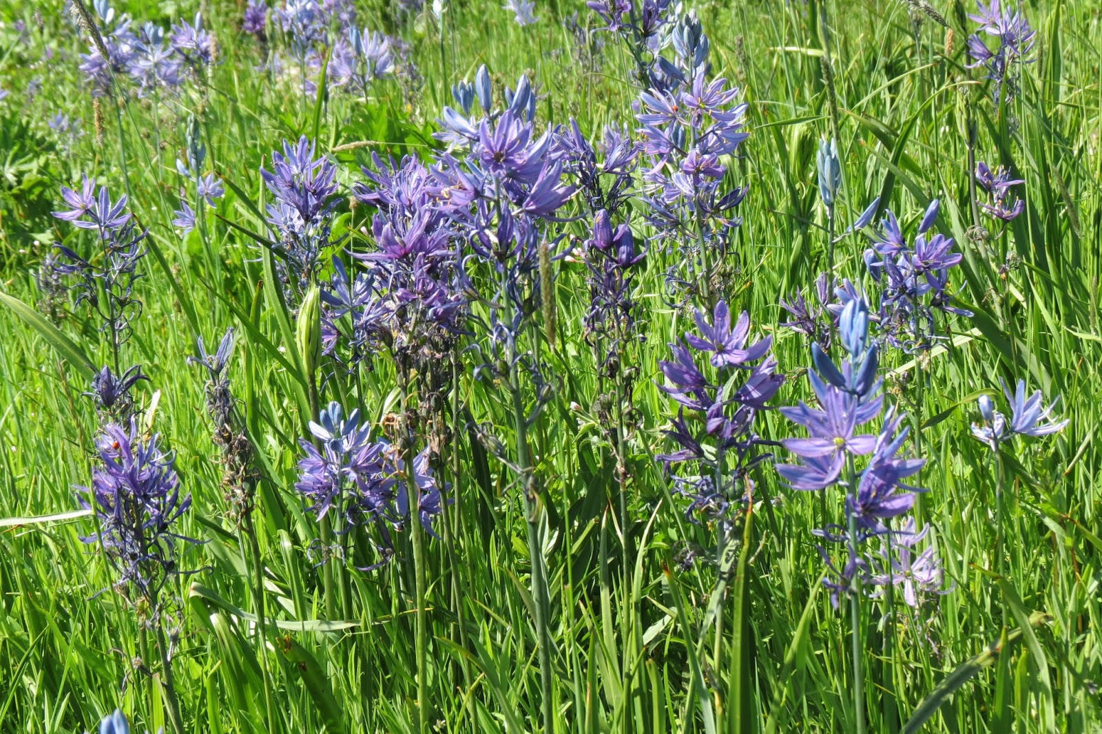 Oregon Camas flowers