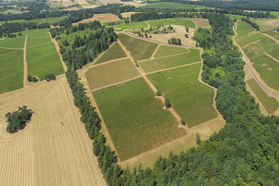 Yamhill County Fields