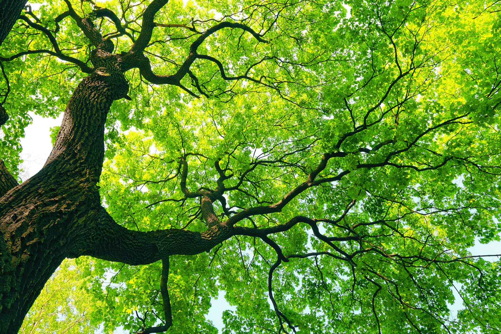 a big green tree