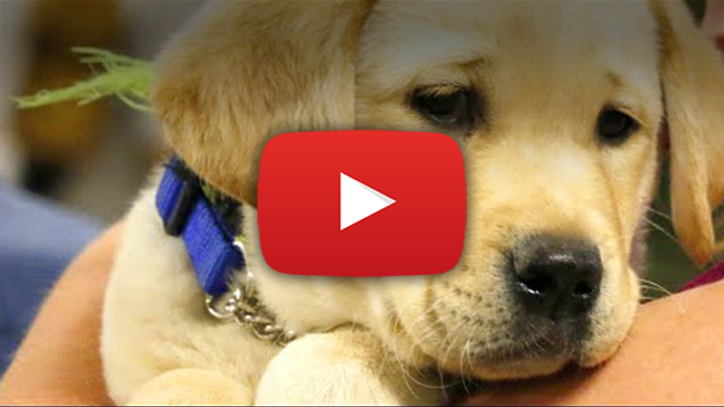 puppy video