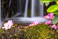 A waterfall at Crystal Springs Rhododendron Garden in southeast Portland.